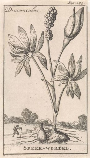 Spearwort
