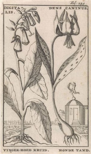 Title page and eight prints with flowers