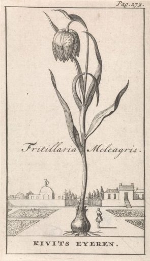 Title page and eight prints with flowers
