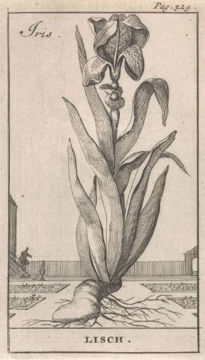 Title page and eight prints with flowers