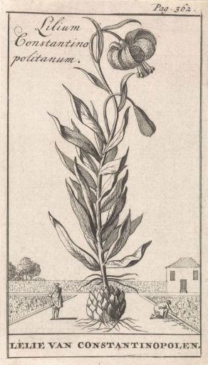 Lily of Constantinople