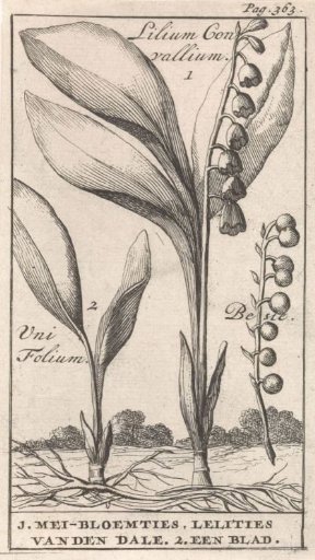 Title page and eight prints with flowers