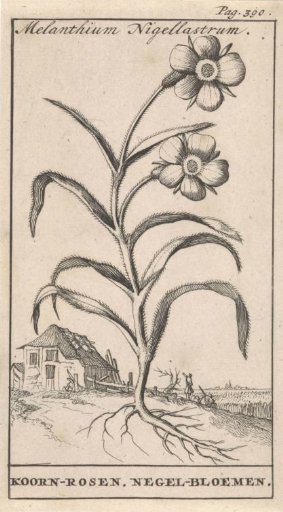 Corn rose (Bolderik)