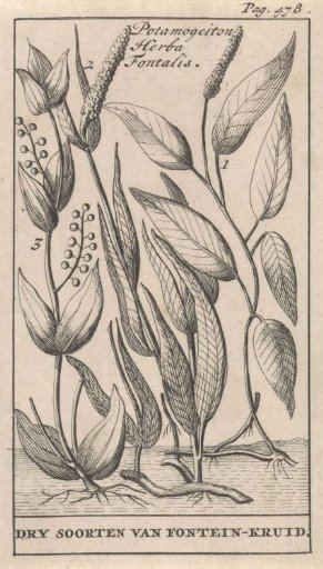Three kinds of Fountain-herb
