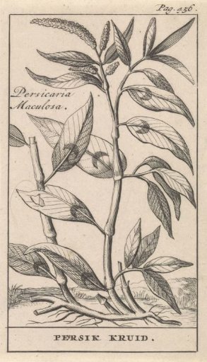 Peach-herb