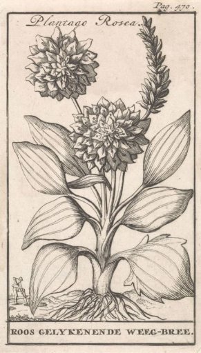 Title page and eight prints with flowers