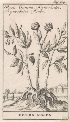 Dog rose