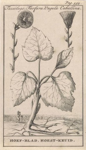 Lesser Coltsfoot with Cough-herb