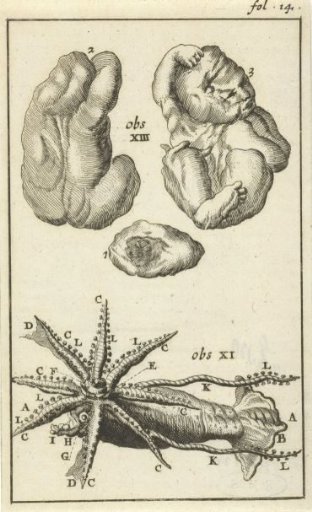 Anatomical illustration I