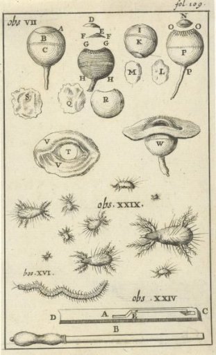 Anatomical Plate V
