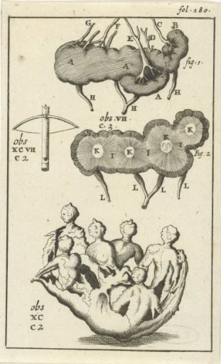 Anatomical Plate VII