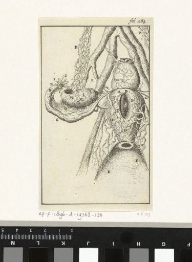Anatomical Plate X