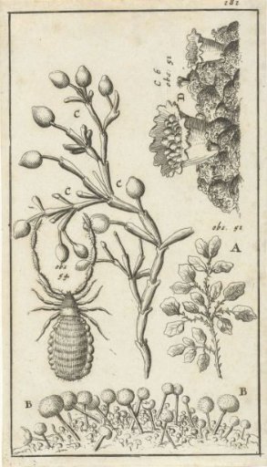 Anatomical Plate XVI