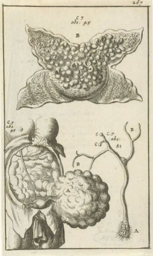 Anatomical Plate XVIII