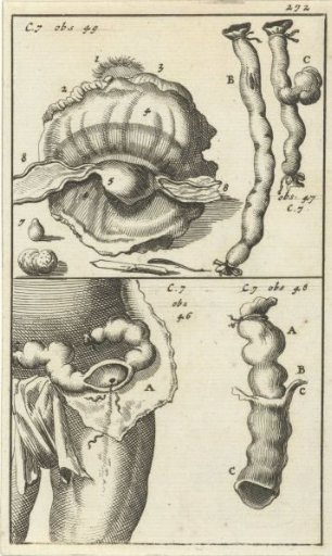 Anatomical Plate XIX