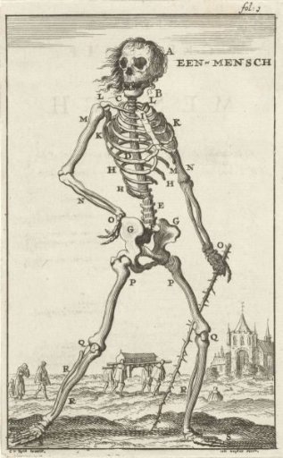 Skeleton of a human