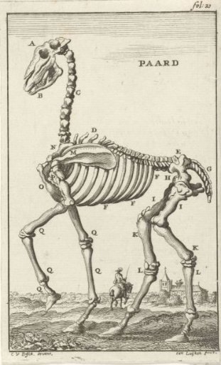 Skeleton of a horse