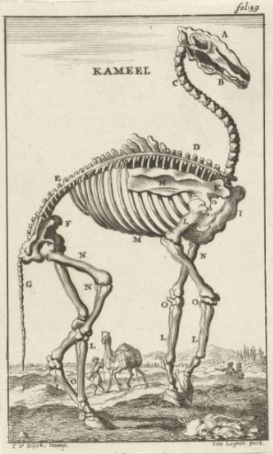 Skeleton of a camel