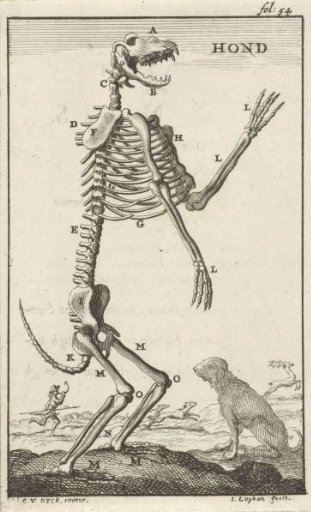Skeleton of a dog