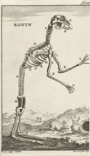 Skeleton of a rabbit