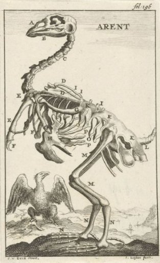 Skeleton of an eagle