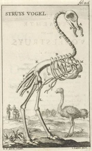 Skeleton of an ostrich