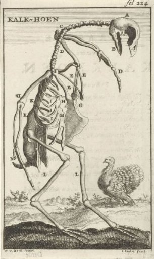 Skeleton of a turkey