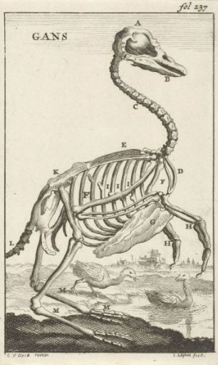 Skeleton of a goose