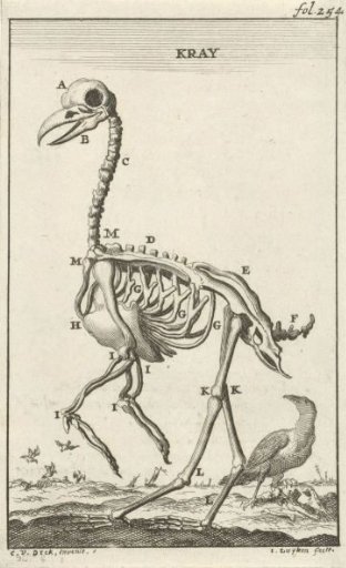 Skeleton of a crow
