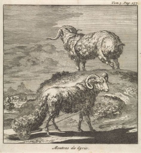 Syrian sheep or rams