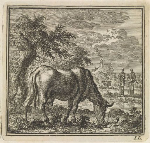 Grazing cow in a meadow