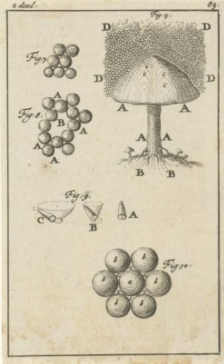 Five illustrations relating to mushrooms
