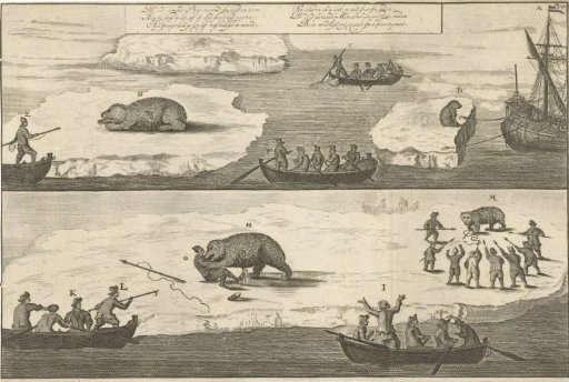Hunt for a polar bear / polar bear attacks a man