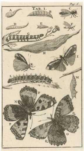 Caterpillars, Pupae and Butterflies I