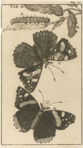 Caterpillars, Pupae and Butterflies II