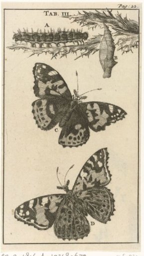 Caterpillars, Pupae and Butterflies III
