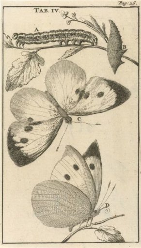 Caterpillars, Pupae and Butterflies IV