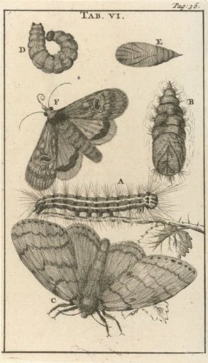 Caterpillars, Pupae and Butterflies VI