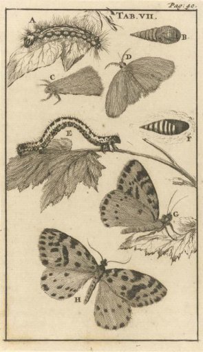 Caterpillars, Pupae and Butterflies VII