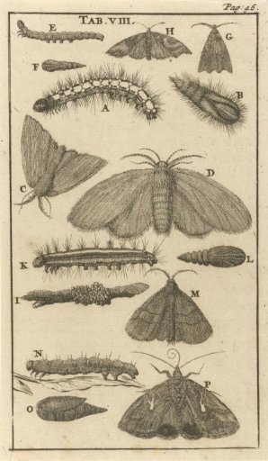 Caterpillars, Pupae and Butterflies VIII