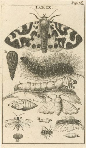 Caterpillars, Pupae and Butterflies IX