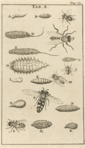 Bees and Wasps X