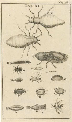 Small Insects XI