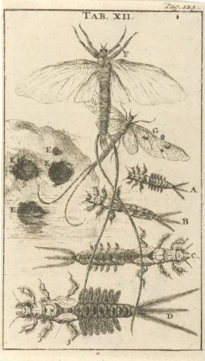 Fleas XII