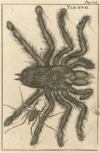 Spiders XVII
