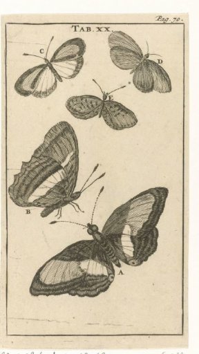 Butterflies XX