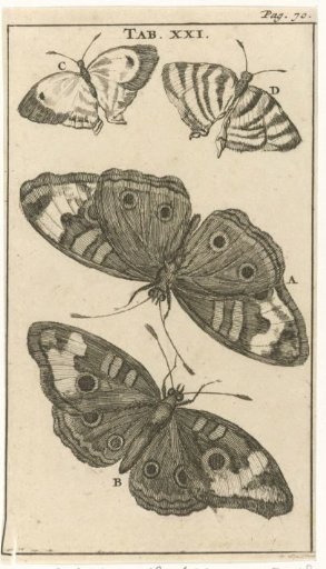 Butterflies XXI