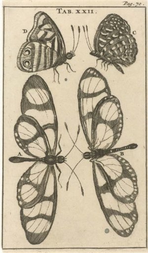 Butterflies XXII