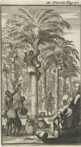 Obtaining Palm Wine in India