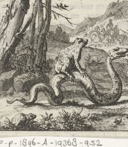 Frog sitting on the back of a snake
